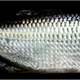 Illustration for article titled These fish are evidence that humans arent the only evil animals